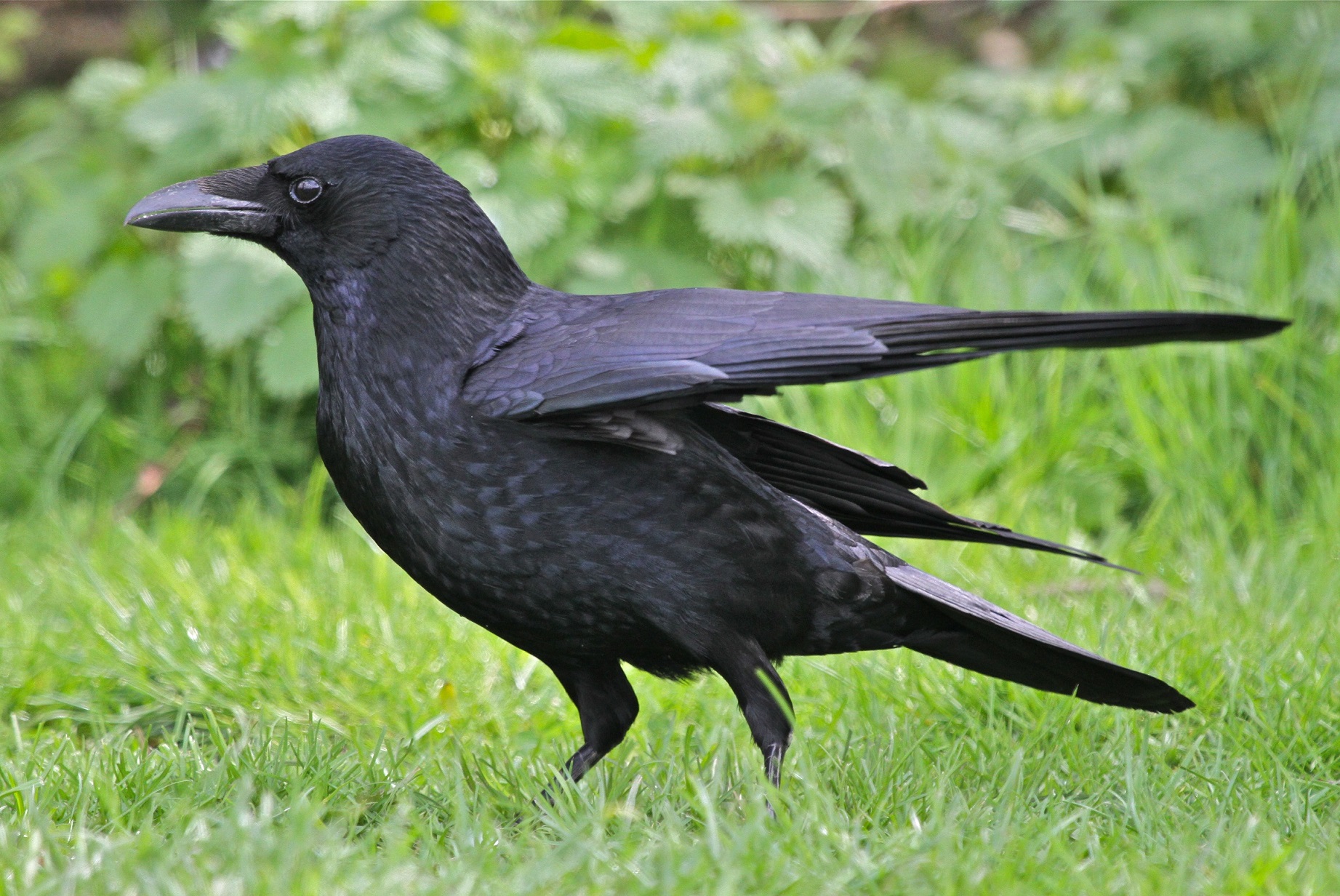 Corvid icon